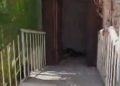 بالفيديو.. مداهمة فيلتين سكنيتين في ولاية بوشر