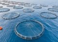 طرح 13 فرصة استثمارية بـ122.8 مليون ريال لدعم الأمن الغذائي
