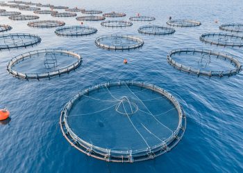 طرح 13 فرصة استثمارية بـ122.8 مليون ريال لدعم الأمن الغذائي