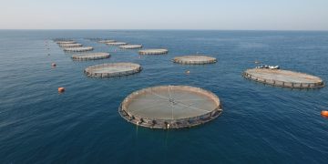 623.5 مليون ريال إجمالي الناتج المحلي لقطاعات الزراعية والحيوانية والسمكية في النصف الأول